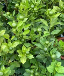 Calamansi Orange Tree Live Plant – 3-4 FT Calamondin Citrus, 5 Gal Pot - Image 6