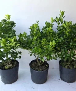 Calamansi Orange Tree Live Plant – 3-4 FT Calamondin Citrus, 5 Gal Pot - Image 7