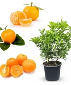Calamondin Orange Live Tree - Dwarf Citrus, 2 Gallon Pot, 3 Feet Tall - Image 6