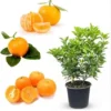 Calamondin Orange Live Tree - Dwarf Citrus, 2 Gallon Pot, 3 Feet Tall - Image 1
