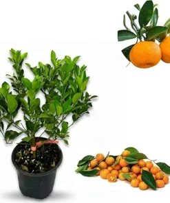Calamondin Orange Tree Live Plant - 2 to 3 Feet Tall in 3 Gallon Pot - Citrus Fruit Tree - Image 2