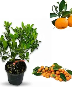 Calamondin Orange Tree Live Plant - 2 to 3 Feet Tall in 3 Gallon Pot - Citrus Fruit Tree - Image 4
