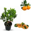 Calamondin Orange Tree Live Plant - 2 to 3 Feet Tall in 3 Gallon Pot - Citrus Fruit Tree - Image 1