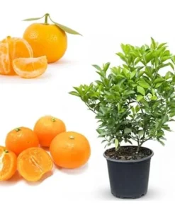 Calamondin Orange Tree Live Plant, 3 Gallon Pot, 2-3 Feet Tall, Dwarf Citrus - Image 4