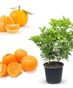 Calamondin Orange Tree Live Plant, 3 Gallon Pot, 2-3 Feet Tall, Dwarf Citrus - Image 5