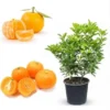 Calamondin Orange Tree Live Plant, 3 Gallon Pot, 2-3 Feet Tall, Dwarf Citrus - Image 1