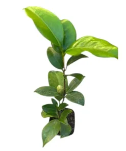 Camellia Japonica Pink Live Plant – 6-8 Inch Starter – 4 Inch Pot – Outdoor Shrub - Image 10