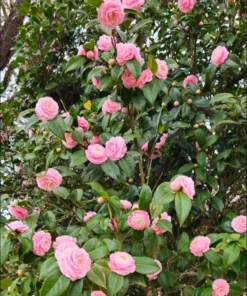 Camellia Japonica Pink Live Plant – 6-8 Inch Starter – 4 Inch Pot – Outdoor Shrub - Image 6