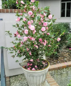 Camellia Japonica Pink Live Plant – 6-8 Inch Starter – 4 Inch Pot – Outdoor Shrub - Image 7
