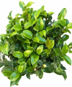 Camellia Japonica Pink Live Plant – 6-8 Inch Starter – 4 Inch Pot – Outdoor Shrub - Image 9