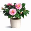 Camellia Japonica Pink Live Plant – 6-8 Inch Starter – 4 Inch Pot – Outdoor Shrub - Image 1