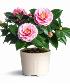 Camellia Japonica Pink Live Plant – 6-8 Inch Starter – 4 Inch Pot – Outdoor Shrub - Image 1