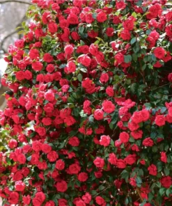 Camellia Red Live Plant, Camellia Japonica, 10-12 Inch Tall, 4 Inch Pot, Outdoor - Image 10