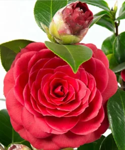 Camellia Red Live Plant, Camellia Japonica, 10-12 Inch Tall, 4 Inch Pot, Outdoor - Image 2