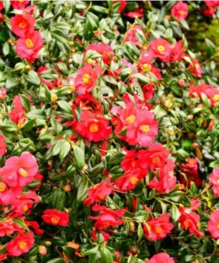 Camellia Red Live Plant, Camellia Japonica, 10-12 Inch Tall, 4 Inch Pot, Outdoor - Image 3