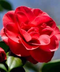 Camellia Red Live Plant, Camellia Japonica, 10-12 Inch Tall, 4 Inch Pot, Outdoor - Image 5