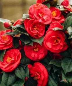 Camellia Red Live Plant, Camellia Japonica, 10-12 Inch Tall, 4 Inch Pot, Outdoor - Image 6