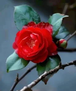 Camellia Red Live Plant, Camellia Japonica, 10-12 Inch Tall, 4 Inch Pot, Outdoor - Image 7