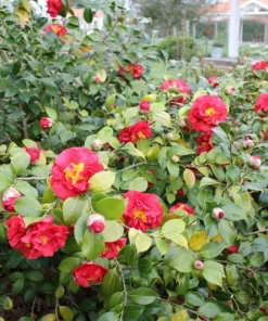 Camellia Red Live Plant, Camellia Japonica, 10-12 Inch Tall, 4 Inch Pot, Outdoor - Image 8