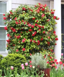 Camellia Red Live Plant, Camellia Japonica, 10-12 Inch Tall, 4 Inch Pot, Outdoor - Image 9