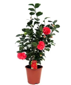 Camellia Red Live Plant, Camellia Japonica, 10-12 Inch Tall, 4 Inch Pot, Outdoor - Image 1