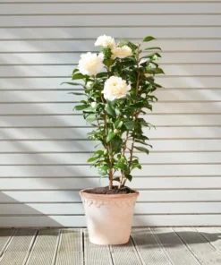 Camellia White Live Starter Plant - Japonica, 10-12 Inch Tall, 4 Inch Pot, Outdoor - Image 10