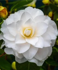 Camellia White Live Starter Plant - Japonica, 10-12 Inch Tall, 4 Inch Pot, Outdoor - Image 2
