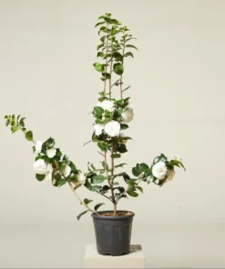 Camellia White Live Starter Plant - Japonica, 10-12 Inch Tall, 4 Inch Pot, Outdoor - Image 3