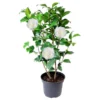 Camellia White Live Starter Plant - Japonica, 10-12 Inch Tall, 4 Inch Pot, Outdoor - Image 1