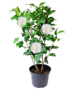 Camellia White Live Starter Plant - Japonica, 10-12 Inch Tall, 4 Inch Pot, Outdoor - Image 1