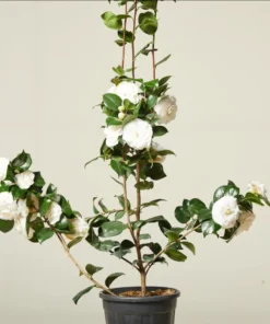 Camellia White Live Starter Plant - Japonica, 10-12 Inch Tall, 4 Inch Pot, Outdoor - Image 4