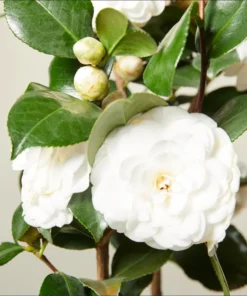 Camellia White Live Starter Plant - Japonica, 10-12 Inch Tall, 4 Inch Pot, Outdoor - Image 5