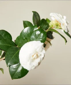 Camellia White Live Starter Plant - Japonica, 10-12 Inch Tall, 4 Inch Pot, Outdoor - Image 6