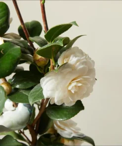 Camellia White Live Starter Plant - Japonica, 10-12 Inch Tall, 4 Inch Pot, Outdoor - Image 7