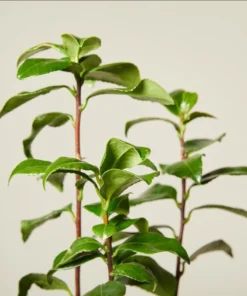 Camellia White Live Starter Plant - Japonica, 10-12 Inch Tall, 4 Inch Pot, Outdoor - Image 8