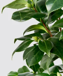 Camellia White Live Starter Plant - Japonica, 10-12 Inch Tall, 4 Inch Pot, Outdoor - Image 9