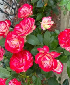 Cherry Parfait Grandiflora Rose Live Plant 5-9" Tall - Bicolor Red & Cream - Image 2