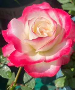 Cherry Parfait Grandiflora Rose Live Plant 5-9