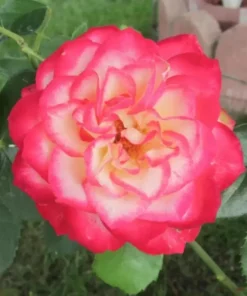 Cherry Parfait Grandiflora Rose Live Plant 5-9