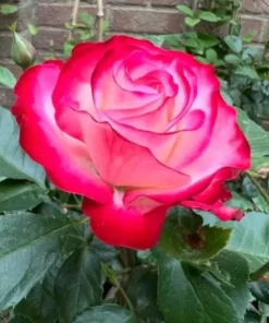 Cherry Parfait Grandiflora Rose Live Plant 5-9