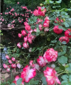 Cherry Parfait Grandiflora Rose Live Plant 5-9