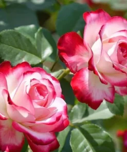 Cherry Parfait Grandiflora Rose Live Plant 5-9