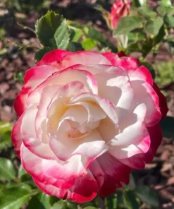 Cherry Parfait Grandiflora Rose Live Plant 5-9