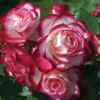 Cherry Parfait Grandiflora Rose Live Plant 5-9" Tall - Bicolor Red & Cream - Image 1