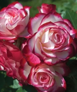 Cherry Parfait Grandiflora Rose Live Plant 5-9" Tall - Bicolor Red & Cream - Image 1