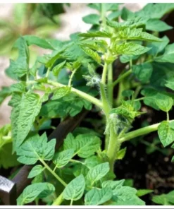 Cherry Red Tomato Live Plants - 2 Pack, 4 Inch Pot, 6-8 Inch Tall Starter - Image 10