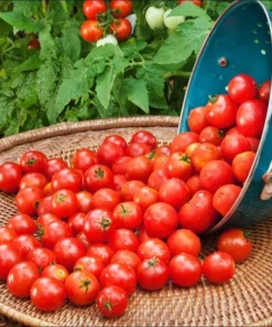 Cherry Red Tomato Live Plants - 2 Pack, 4 Inch Pot, 6-8 Inch Tall Starter - Image 2