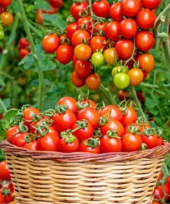 Cherry Red Tomato Live Plants - 2 Pack, 4 Inch Pot, 6-8 Inch Tall Starter - Image 5