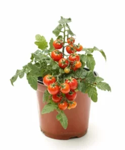 Cherry Red Tomato Live Plants - 2 Pack, 4 Inch Pot, 6-8 Inch Tall Starter - Image 8