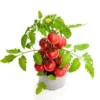 Cherry Red Tomato Live Plants - 2 Pack, 4 Inch Pot, 6-8 Inch Tall Starter - Image 1
